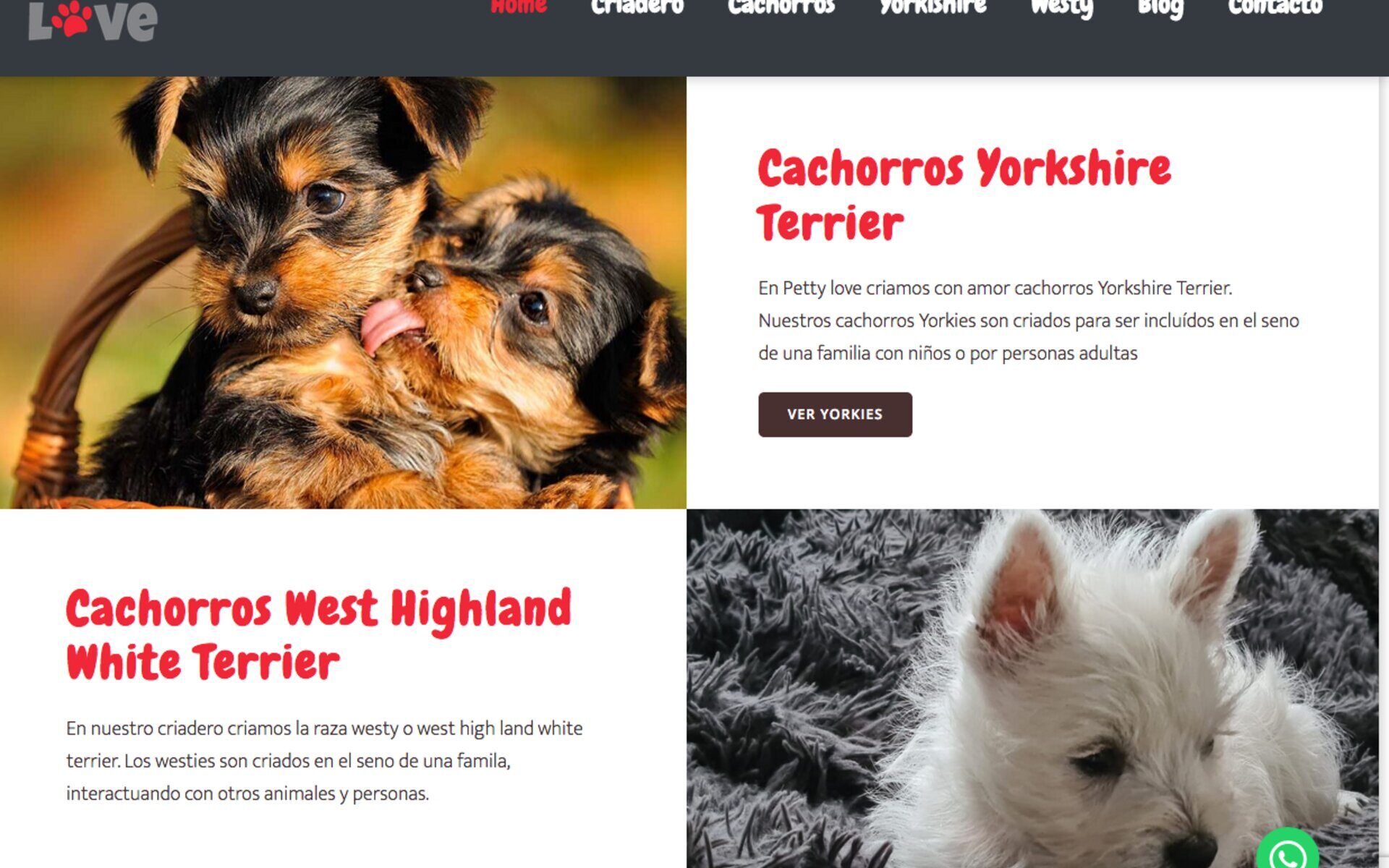 Cachorros Yorkshire en chile